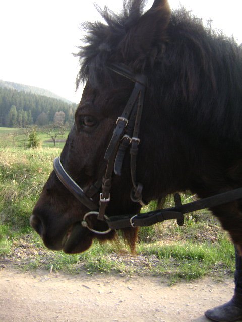 samča.JPG