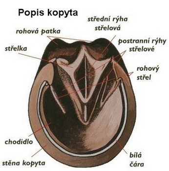 popis kopyta koně.jpg